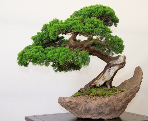 Bonsai, cay canh nghe thuat, cây cảnh nghệ thuật, cay the, cây thế, triển lãm bonsai, trien lam bonsai, triển lãm cây thế, trien lam cay the